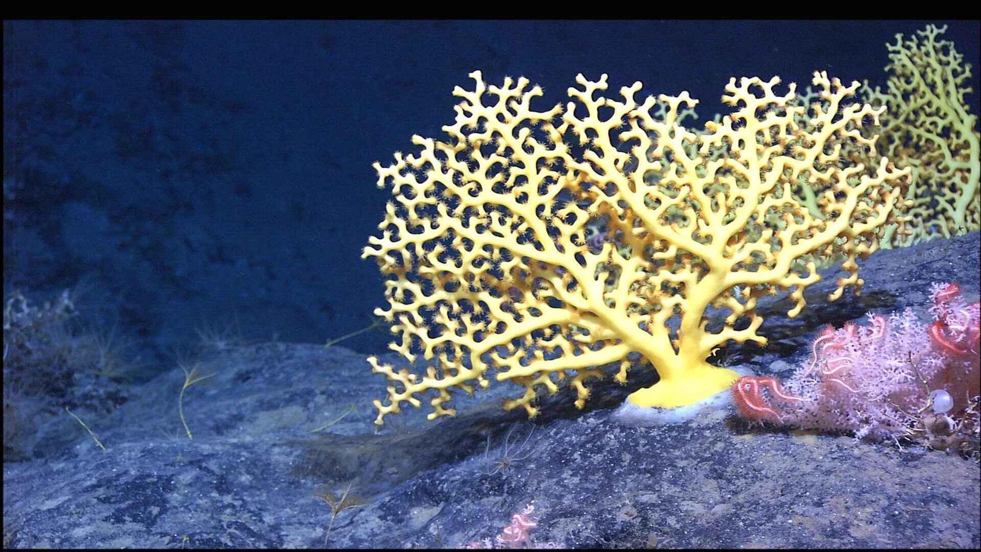 Реликтовый коралл. Морские кораллы. Необычные кораллы. Подводный мир кораллы.