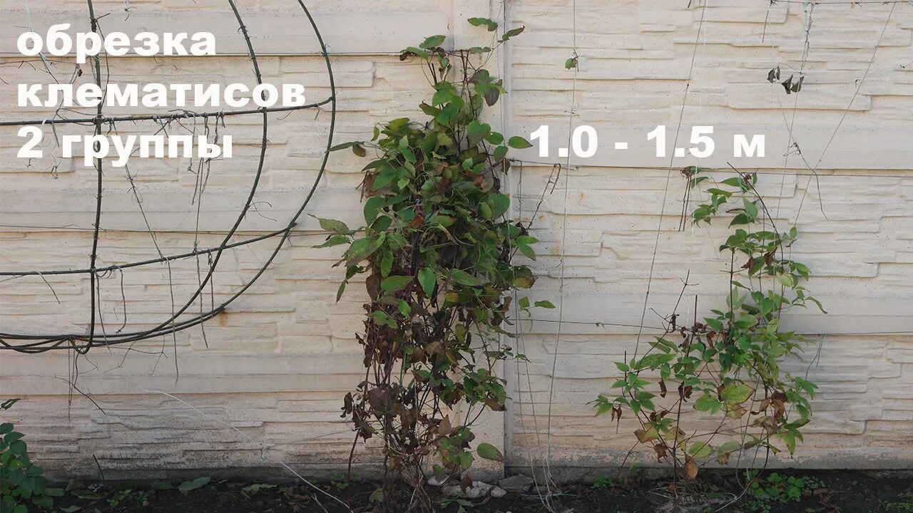 Клематисы в саду: уход и выращивание. Полезные советы для пышного цветения - Фор