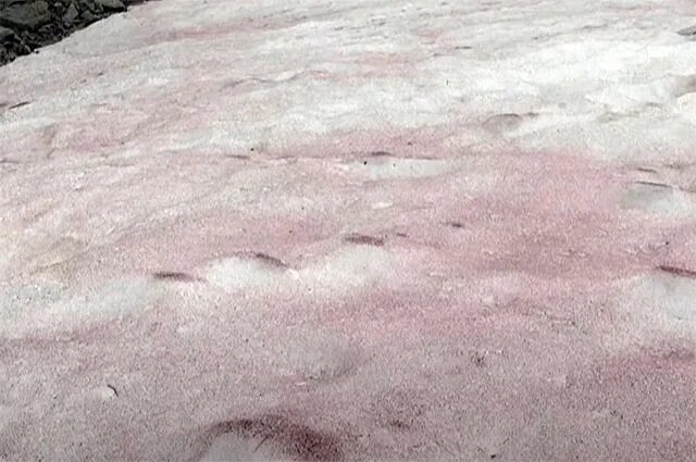 Розовый снег. Розовый снег в Альпах. Розовый снег в Хибинах. Розовый снег на Камчатке. Выпал розовый снег