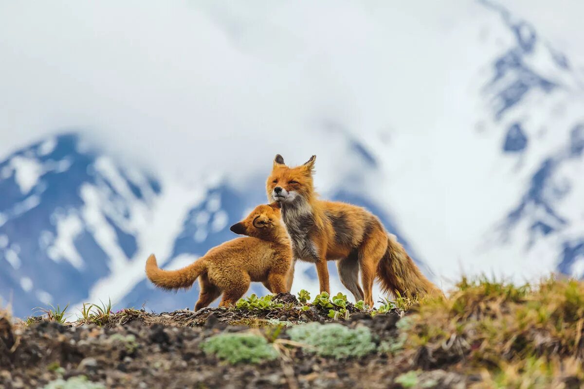 National wildlife. Лисица Камчатка. Дикая природа России National Geographic. Природа и животные. Дикие животные Камчатки.