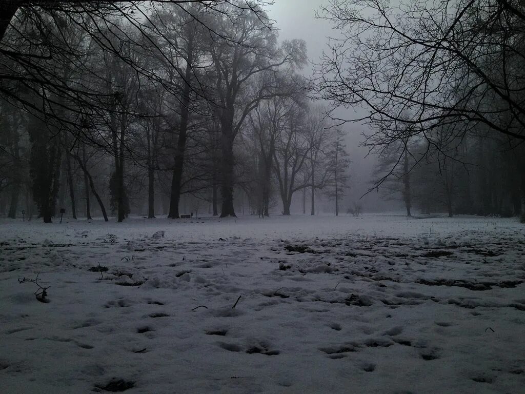 Мрачный снег. Мрачный зимний пейзаж. Мрачный зимний лес. Мрачный снежный лес. Темная зима.