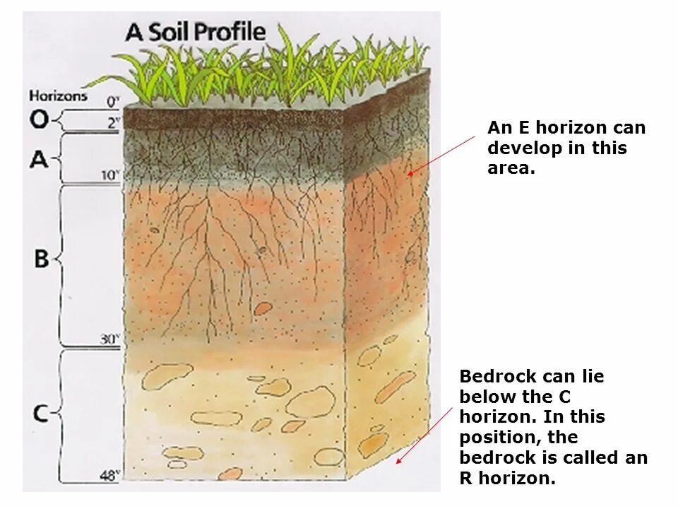 К материнской породе примыкает почвенный горизонт. Гумус почвы. Почва в разрезе. Топыра. Почва в разрезе картинки.