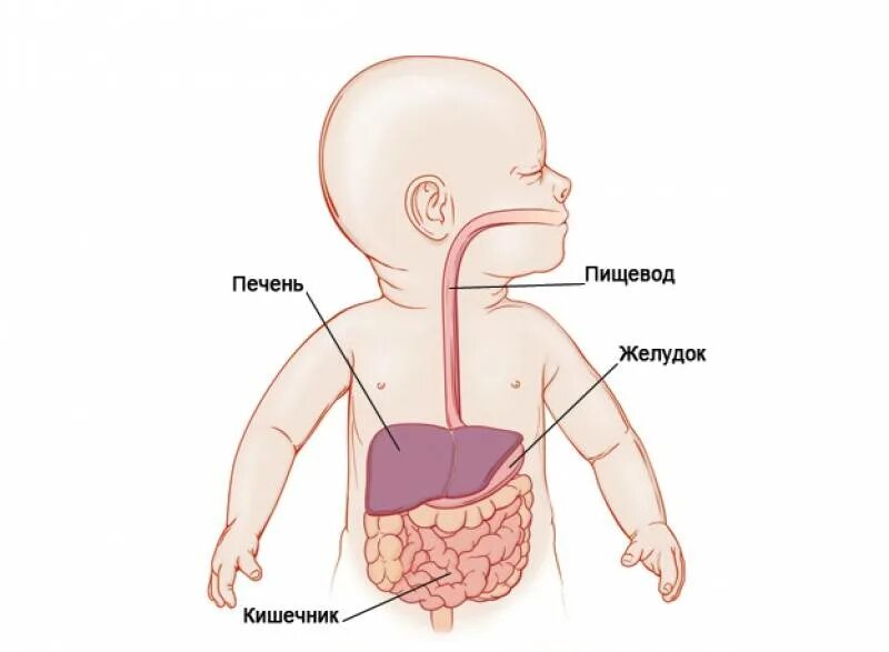 Пищевод у новорожденного