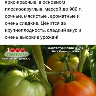 Характеристики сорта томата джекпот