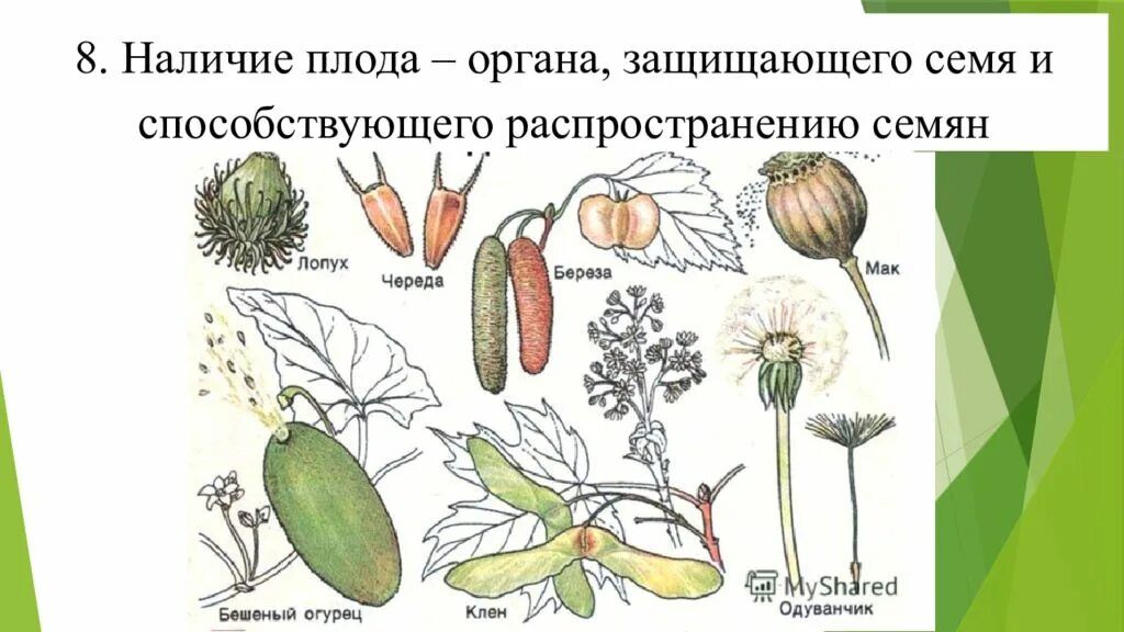 Способы распространения семян растений. Распространение плодов и семян 6 класс биология. Распространение растений животными. Распространение плодов и семян животными. Распространение семян цветковых.