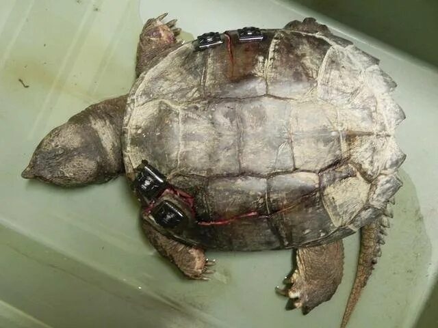 Черепаха без панциря бездомная. Панцирь красноухой черепахи. Анатомия черепахи красноухой. Мертвая красноухая черепаха. Лапы красноухой черепахи.