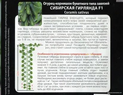 Огурцы сибирская гирлянда описание сорта отзывы