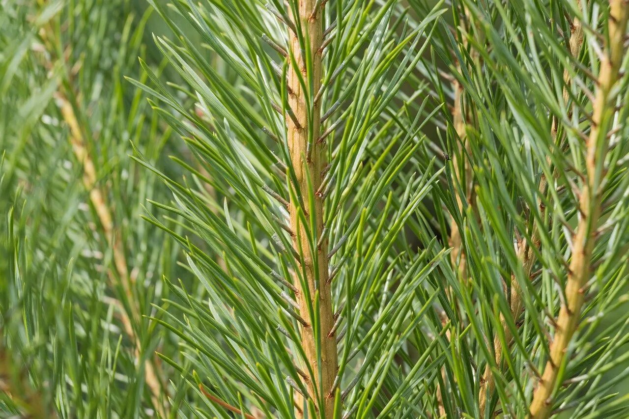 ветвь пихты нордмана. хвоя детям. хвоинки сосны. хвоя детям. хвоинки сосны обыкновенной и сосны кедровой.