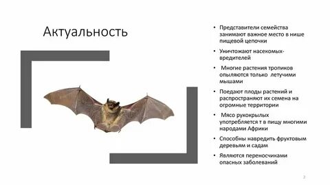 Представители отряда рукокрылые