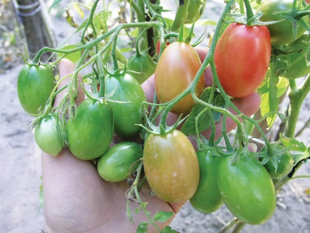 Помидоры чио чио сан описание. Чио чио сан помидоры. Томат чио-чио-сан 0,1г гавриш. Сорт томата чио сан. Томат чио чио сан желтый.