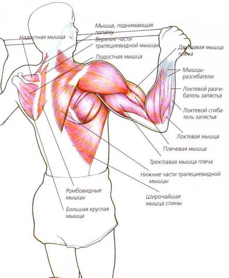 Подтягивания на плечи. Подтягивания мышцы задействованы. Мышцы задействованные при подтягивании. Какие мышцы задействованы при подтягивании на турнике. Плечевой пояс мышцы прокачанные.