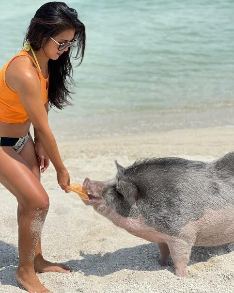 Visit Pig Island: Private Longtail Boat Trip from Koh Samui 2023 - Viator