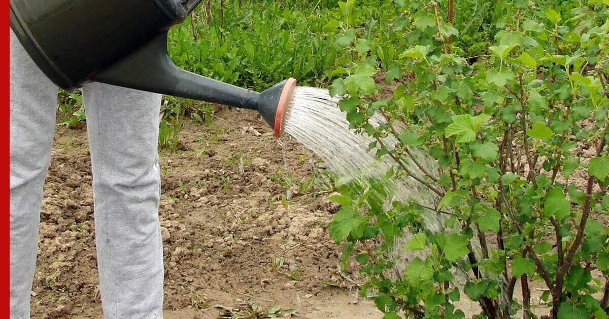 Когда поливать смородину горячей водой. Капельный полив смородины. Молодой куст смородины полив. Полив смородины золотистой. Собирание листов дикой смородины.