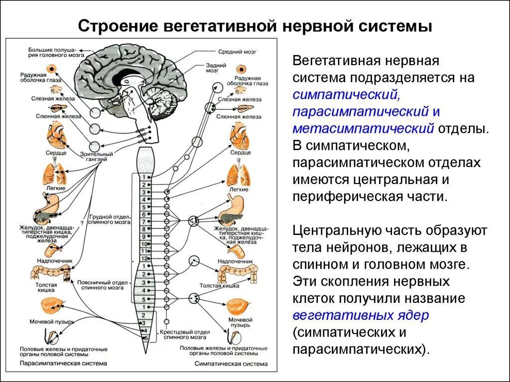 Работа симпатического нерва. Функции парасимпатической вегетативной нервной системы. Вегетативная нервная система строение и функции. Строение парасимпатического отдела нервной системы. Периферическая и вегетативная нервная система анатомия.
