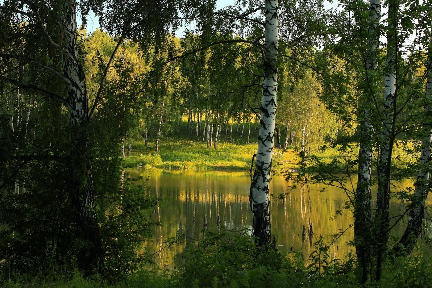 березовая роща река озеро. пейзаж береза березовая роща озеро. саров березовая роща. березка у пруда. брянск река березка.