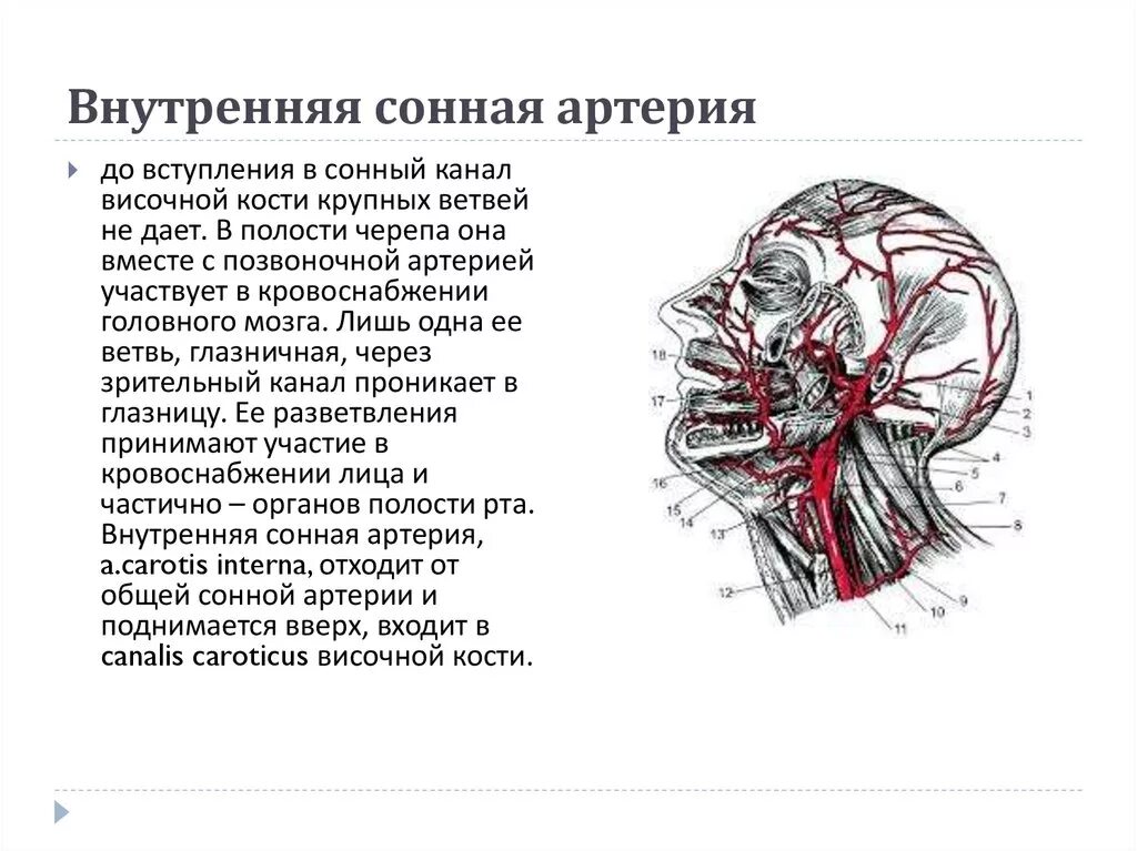 Внутренняя Сонная артерия в сонном канале. Скелетотопия внутренней сонной артерии. Внутренняя Сонная артерия в полости черепа. Внутренняя Сонная артерия Синельников. Где находится сонная артерия у женщин