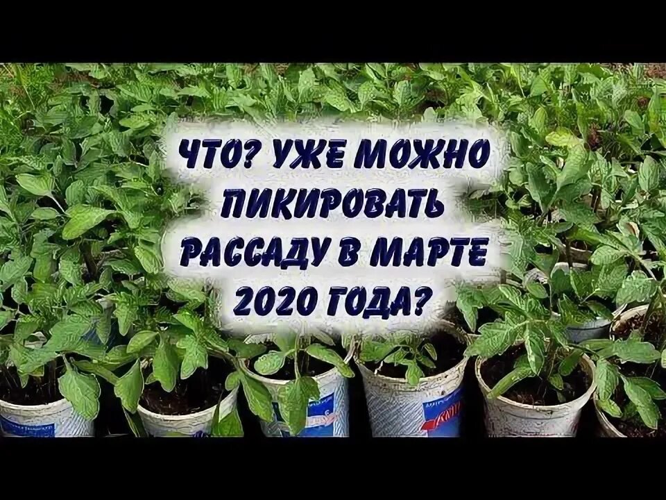 Когда по лунному календарю можно пикировать томаты. Пикировка помидор в марте. Дни пикирования рассады в марте-апреле. Благоприятные дни в апреле для пикирование рассады помидор. Благоприятные дни для пикировки томатов в марте.