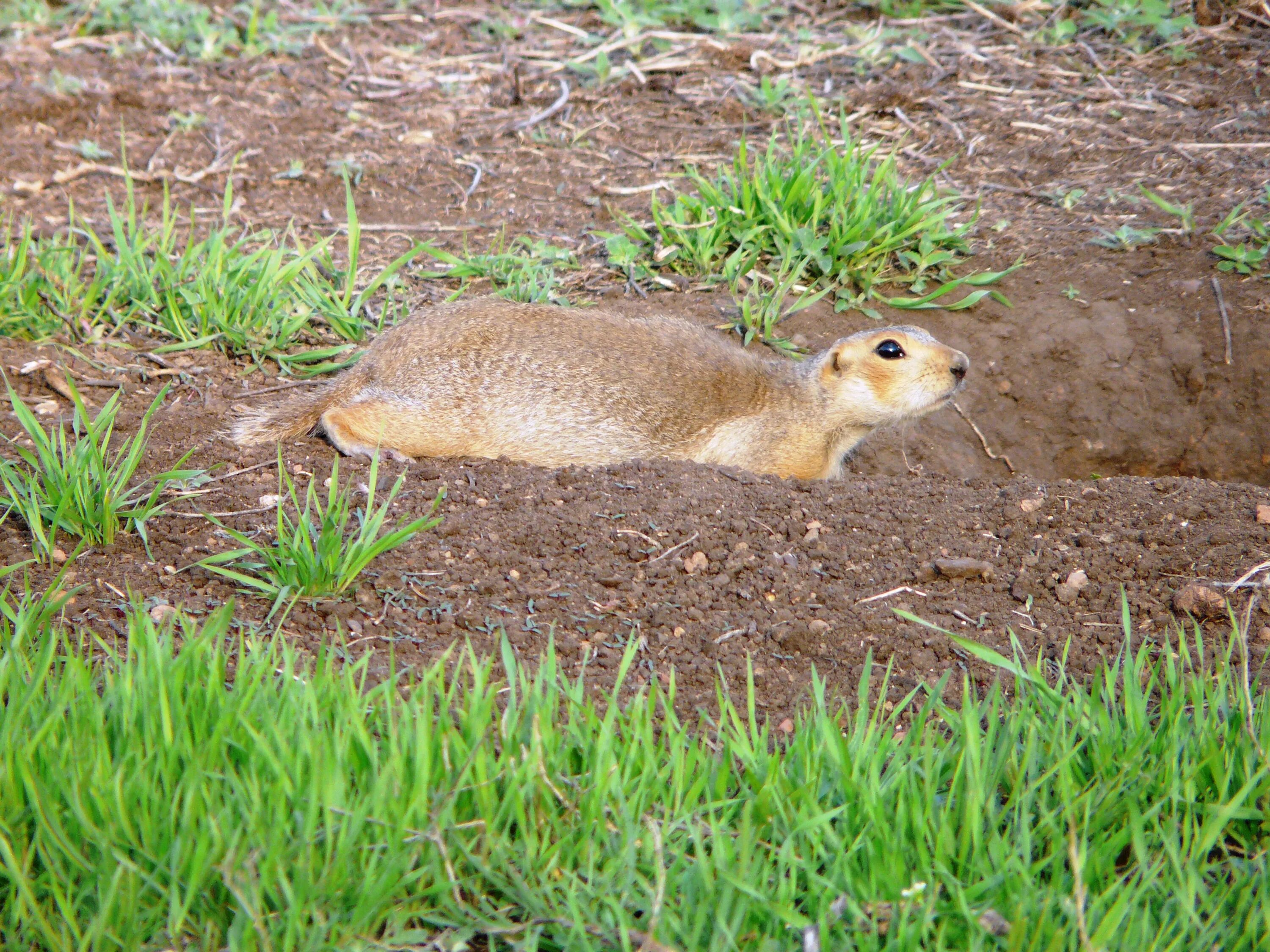 Суслик домашний. Большой суслик (Spermophilus Major). Самый большой суслик. Суслик большой Тюменской области.