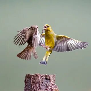 Самец с крылом
