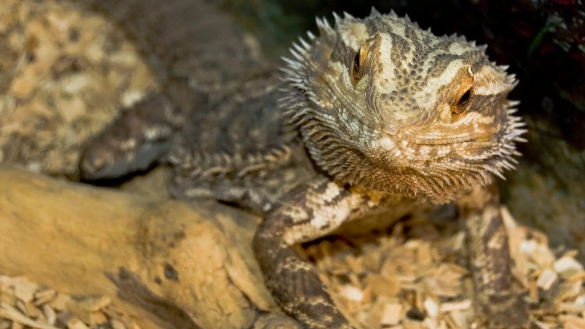 ящерица поясохвост. ящерица молох (moloch horridus). ящерица поясохвост. армадилло поясохвост. поясохвост геккон.