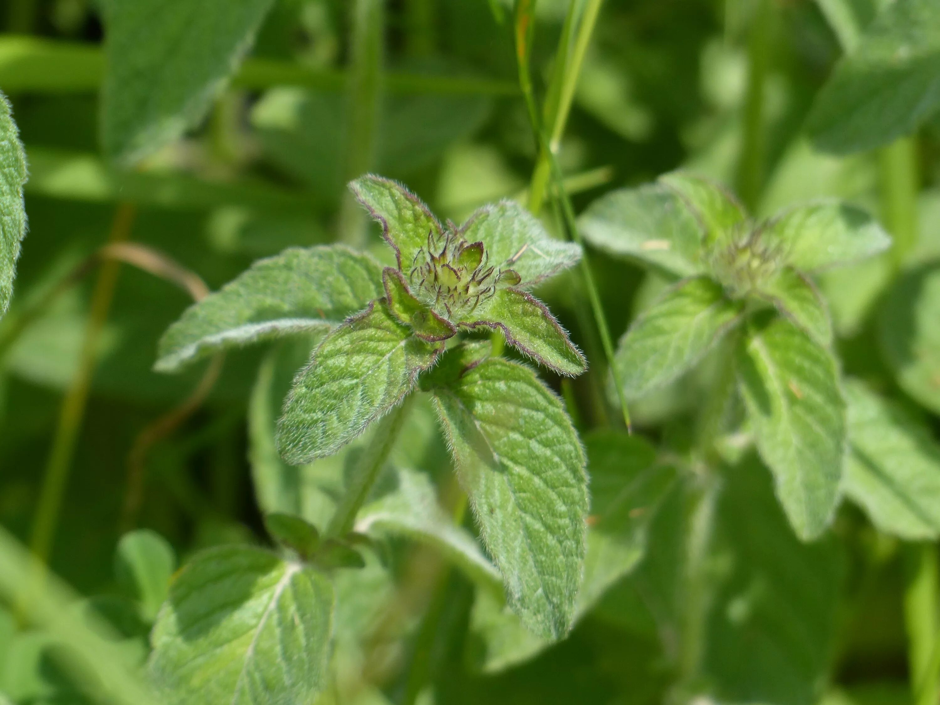 Песни дикой мяты. Мята Полевая (Méntha arvénsis). Мята Полевая (Mentha arvensis). Мята перечная Дикая. Дикая мята трава.