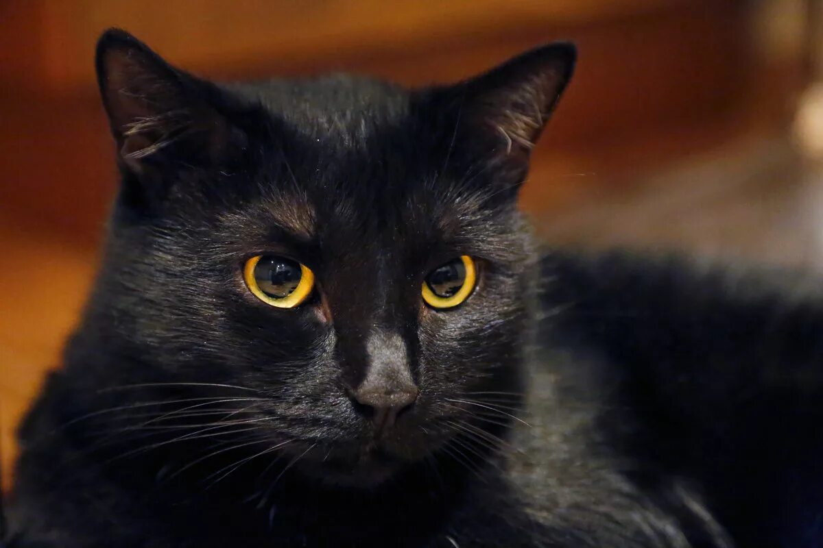 Мурзик. Порода Мурзик. Мурзик чёрный жёлтые глаза Демьяново. Мурзик кот Жигулёвск чёрный кот.