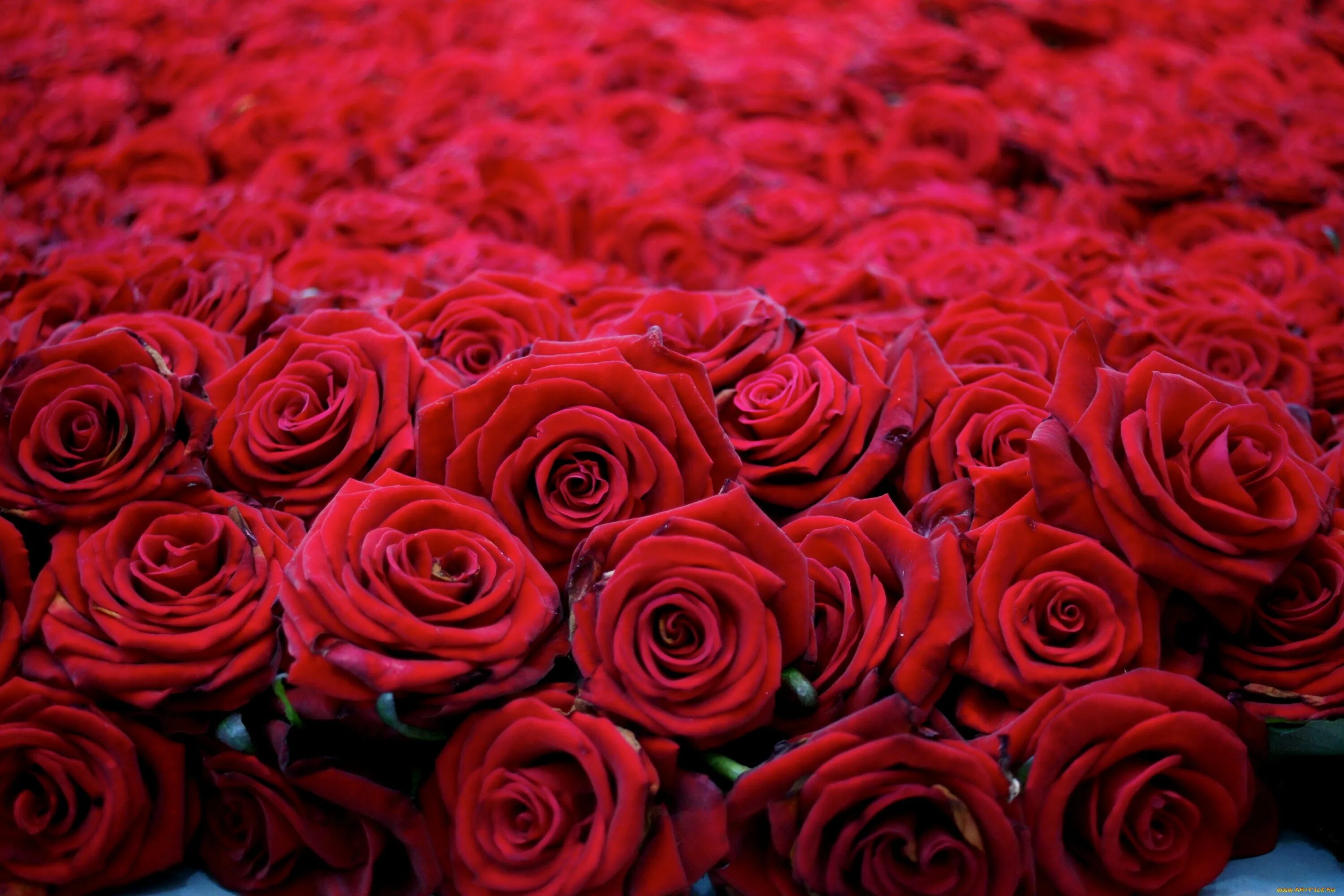 Цветы розы. Красивые розы. Красные розы. Шикарные цветы.