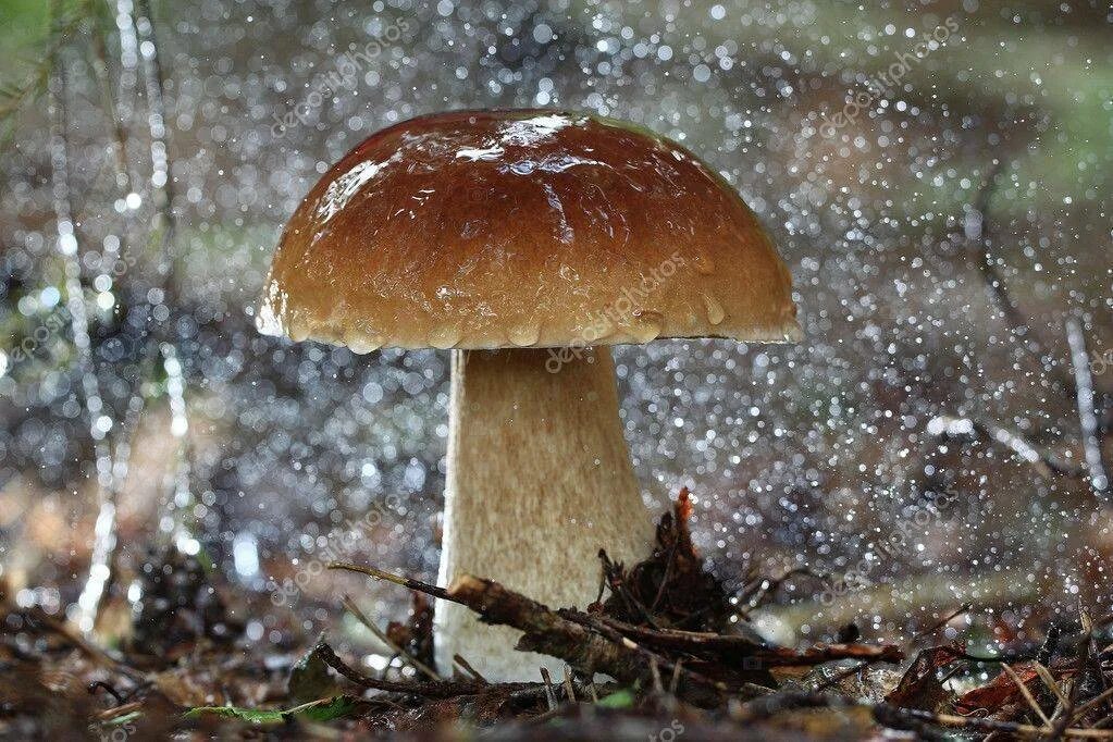 Через сколько после дождя. Грибы после дождя. Грибы под дождем. Грибной дождь и грибы. Летний ливень грибы.
