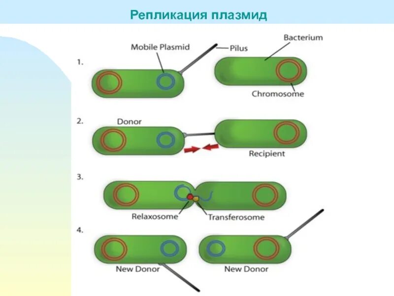 Обработка плазмидами. Классификация плазмид микробиология. Репликация плазмиды. Строение плазмид бактерий. Репликация плазмид бактерий.