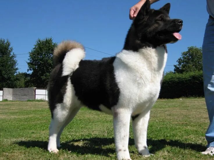 Pin by Nancy on mascotas in 2023 Akita dog, American akita dog, Japanese akita