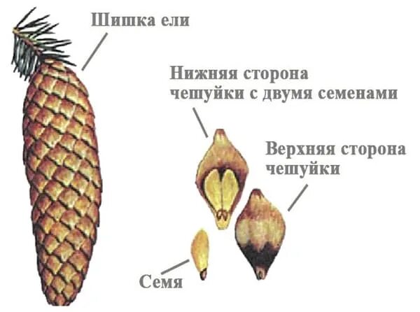 Семена ели созревают. Форма чешуек шишки пихты. Строение семенной чешуи сосны. Форма чешуек шишки сосны. Шишечные чешуйки голосеменных.