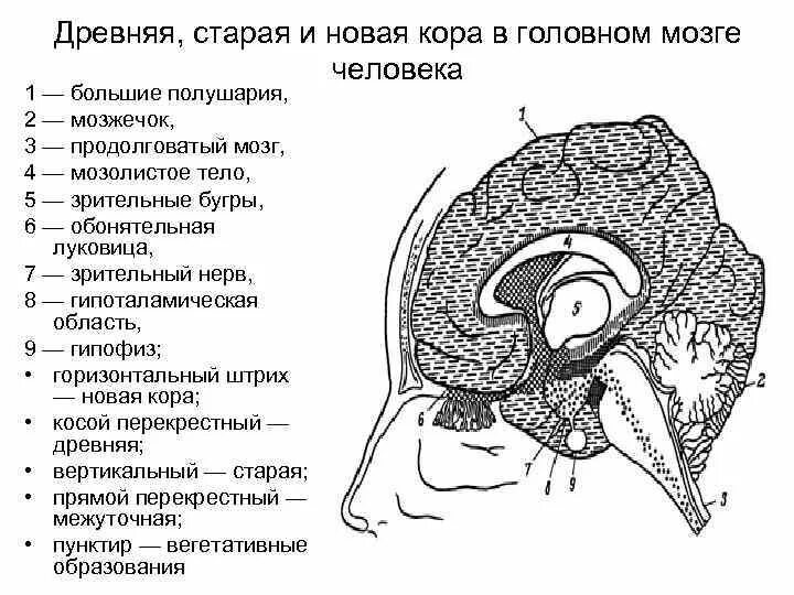 Старый новый мозг. Строение древней коры головного мозга.