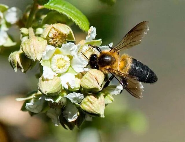 Апи пчела. Гималайская медоносная пчела. Пчелы АПИС Лабориоза. Гималайская гигантская медоносная пчела. Гигантские гималайские пчелы.