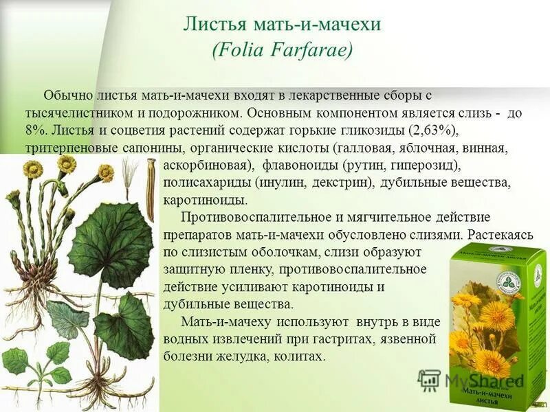 использовал мачеху. матьимачеха трава. использовал мачеху. лечебные растения мать и мачеха. мать и мачеха лекарственное растение.