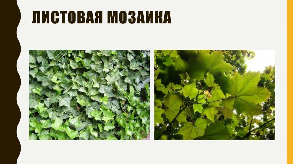 Листовая мозаика способствует. Листовая мозаика фототропизм. Листовая мозаика расположение листьев. Какого значение листовой мозаики. Листовая мозаика.