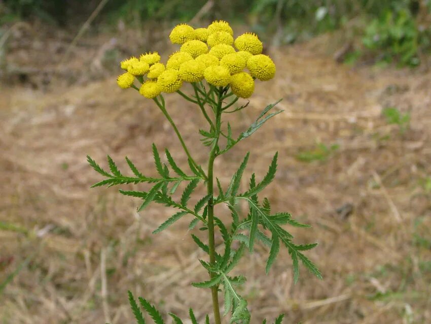семейство астровые пижма обыкновенная. семейство астровые пижма обыкновенная. пижма обыкновенная лектрава. пижма обыкновенная. сложноцветные пижма.