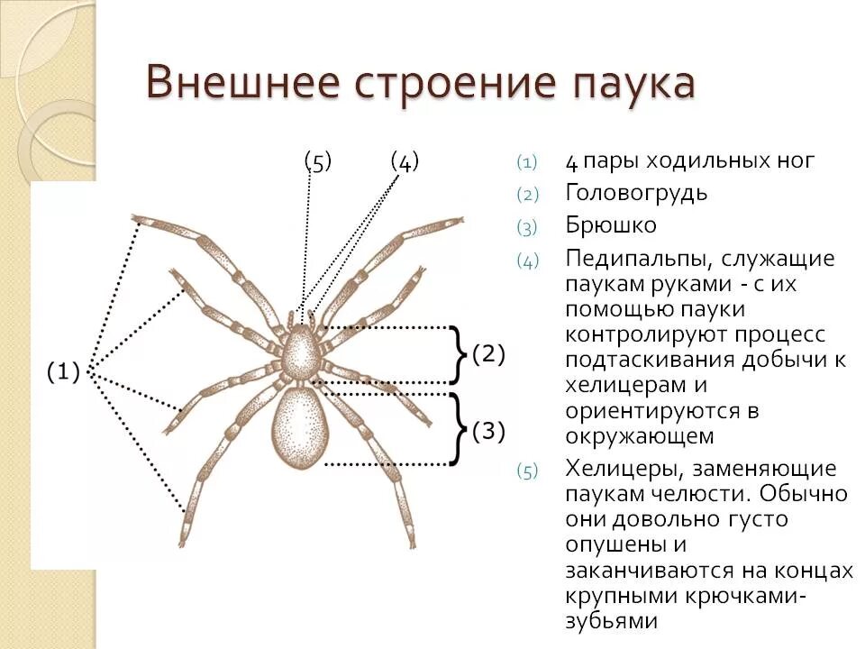 Отделы класса паукообразные. Строение конечностей паукообразных. Внешнее строение паука схема. Внешнее строение паука крестовика рисунок. Внешнее строение паука ходильных ног.