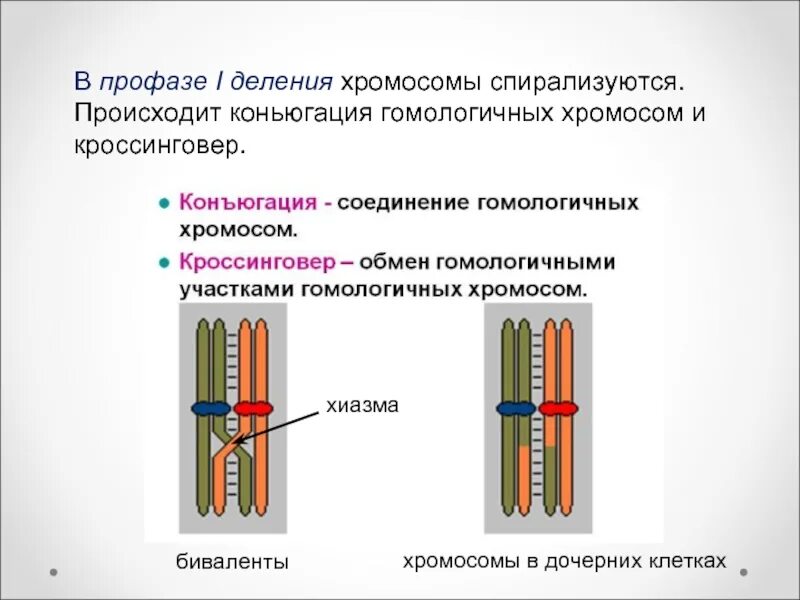 Конъюгация и кроссинговер в клетках животных происходят. Биваленты конъюгация кроссинговер. Кроссинговер гомологичных хромосом. Схема кроссинговера. Конъюгация и кроссинговер происходят в.