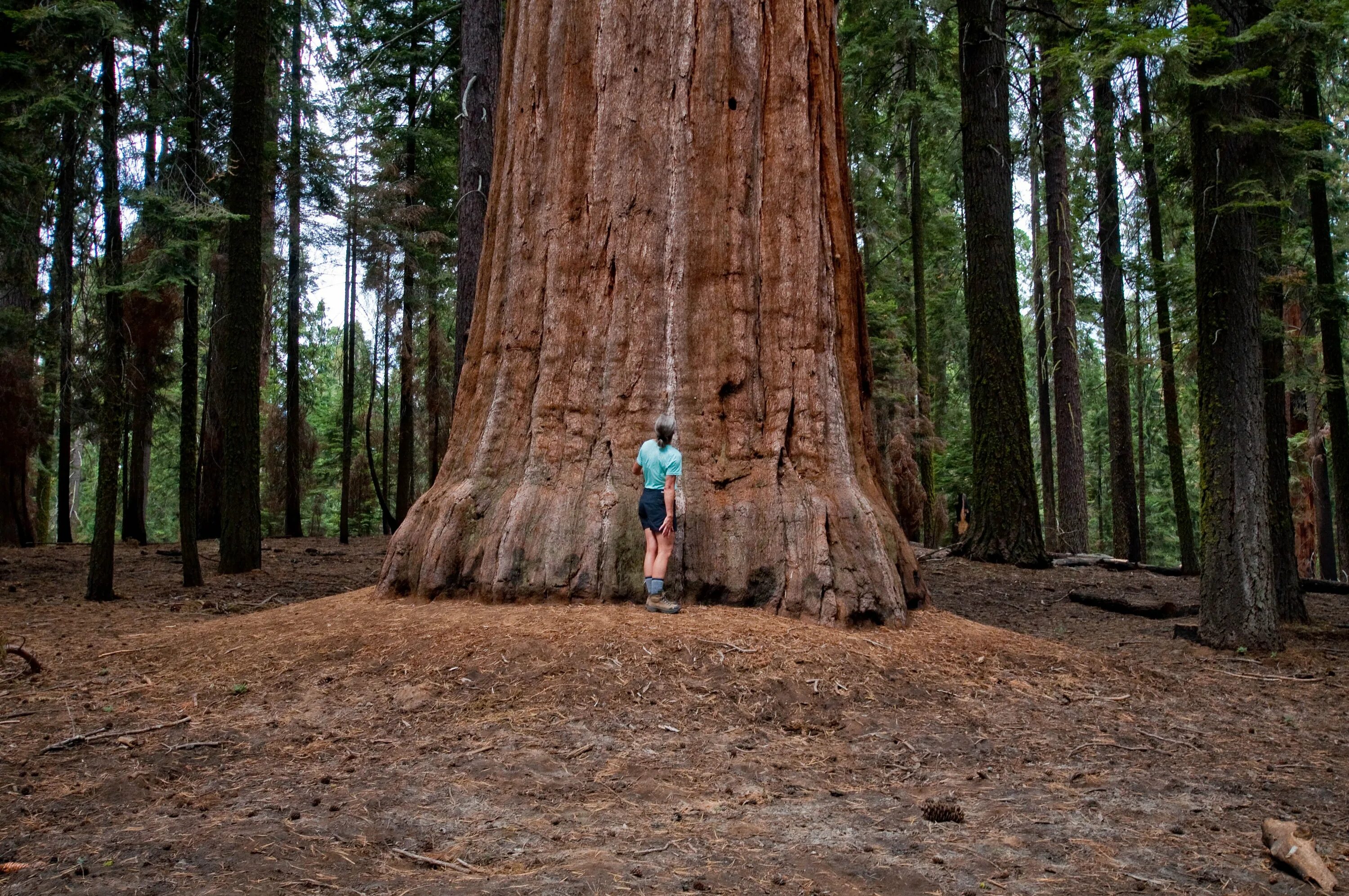 Самые большие дерево фото. Калифорнийская Секвойя Гиперион. Дерево Гиперион Редвуд. Секвойя дерево Гиперион. Секвойя вечнозелёная Гиперион.