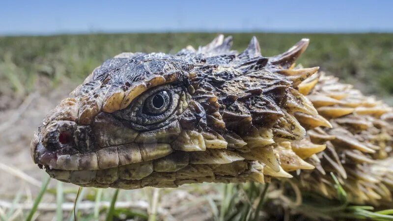 Ящерица броненосец. Ящерица поясохвост. Ящерица поясохвост. Армадилло поясохвост. Армадилло поясохвост.