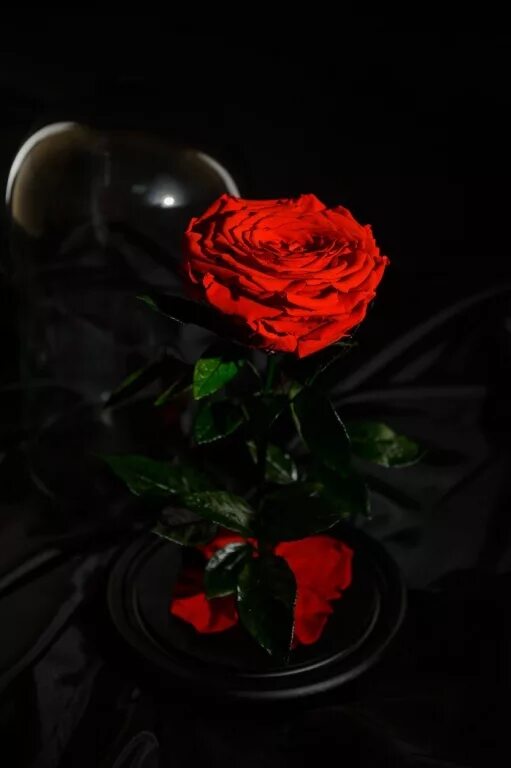 Букет роз ночью. Букет цветов в темноте. Букет цветов на темном фоне. Розы красные букет в темноте. Букет роз на темном фоне.