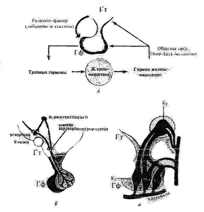 Гипофиз относятся к железам. Строение гипофиза схема. Гормоны гипофиза схема. Антидиуретический гормон гипофиза. Гипофиз физиология.