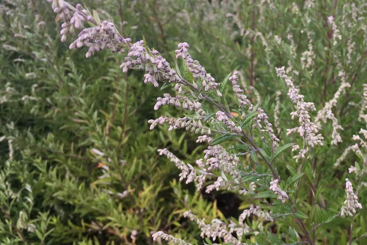 Artemisia absinthium. полынь обыкновенная (чернобыльник). полынь санрайз. полынь в подмосковье. полынь обыкновенная (чернобыльник).