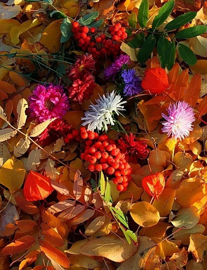 Осень. Краски осени. Осенние цветы. Осенние краски природы.