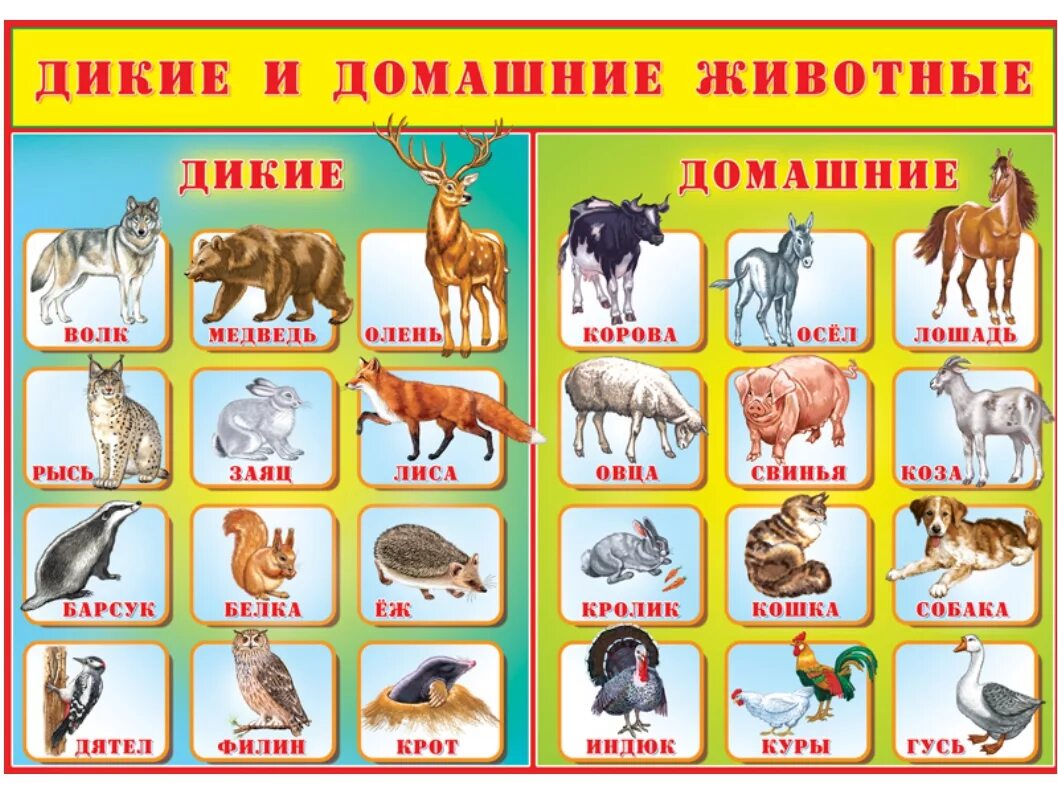 Как называется изучаем животных