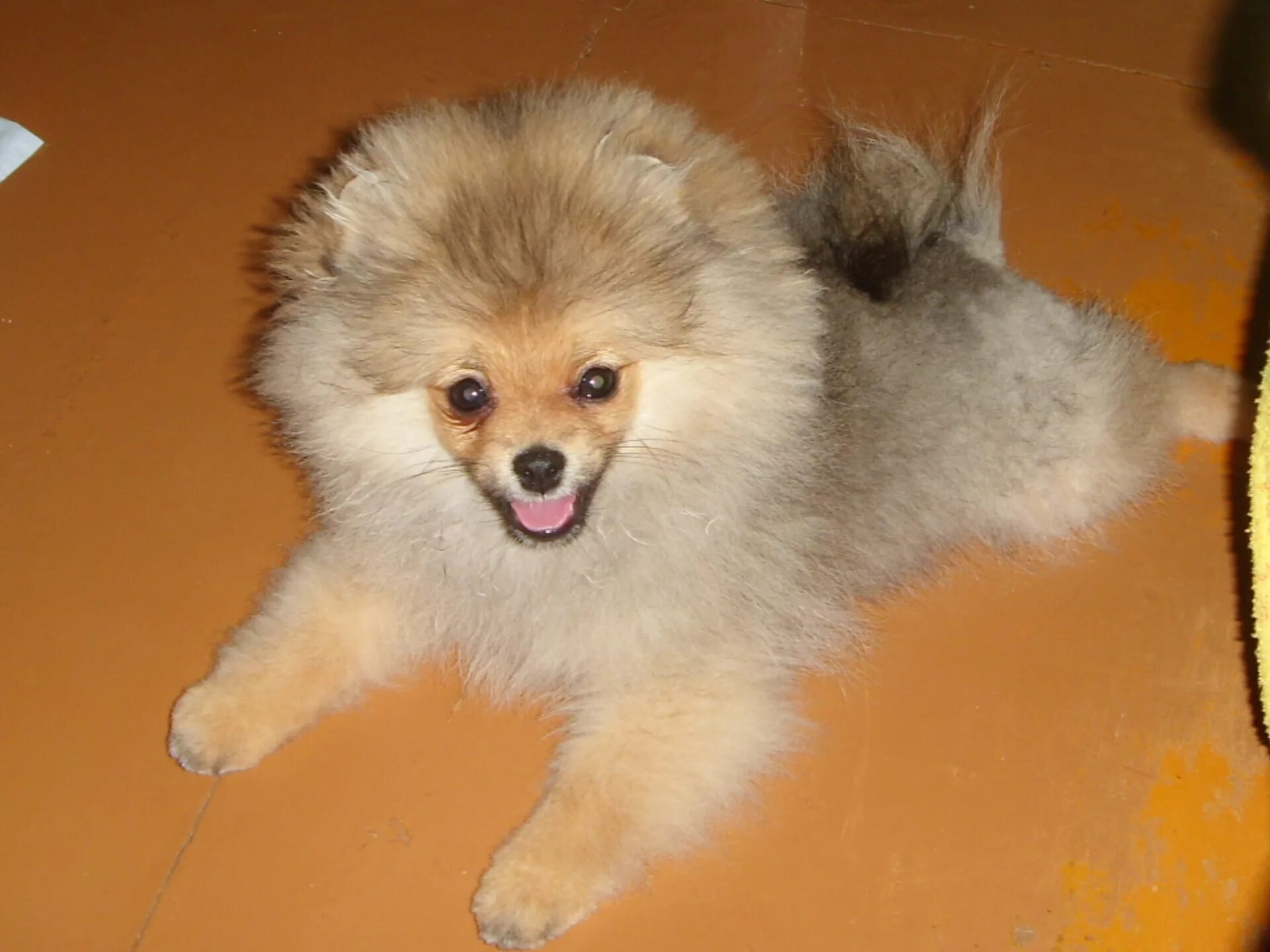 шпиц пырзик. эволюция шпица по месяцам. линька у щенка шпица. померанский шпиц алопеция. алопеция x у шпицев.