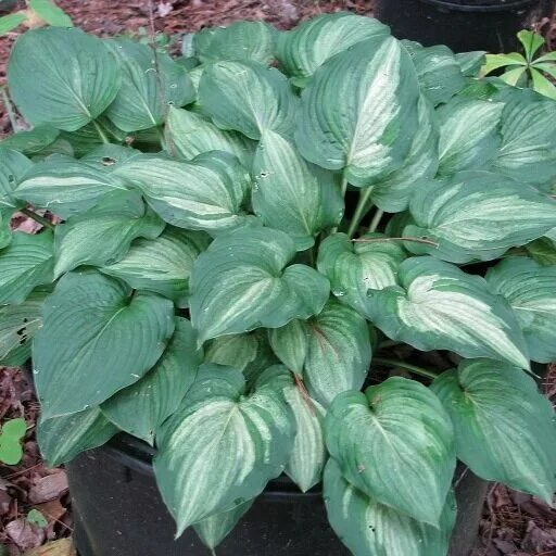 Хоста хост мастер. Хоста ghost spirit. хоста &quot;ghost spirit&quot; hosta. хоста ghost master. хоста шот спирит.