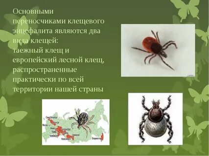 Таежный клещ является возбудителем энцефалита