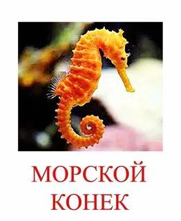 Морские животные 4 буквы