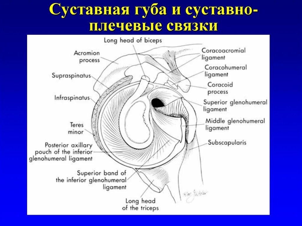 Повреждение суставной губы плеча. Фиброзно-хрящевая губа гленоида. Повреждение фиброзно хрящевой губы гленоида лопатки. Хрящевая суставная губа плечевого сустава. Разрыв губы гленоида